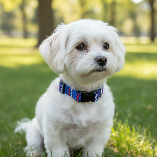 Perro collar zigzag ángulo 3/4