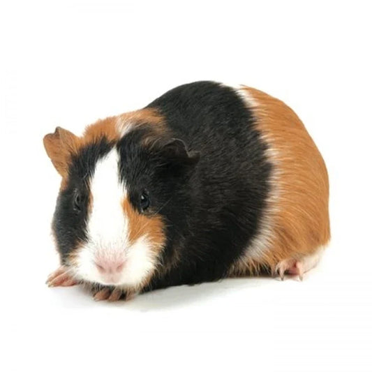 Cuy / Cobayos guinea pig - imagen 1