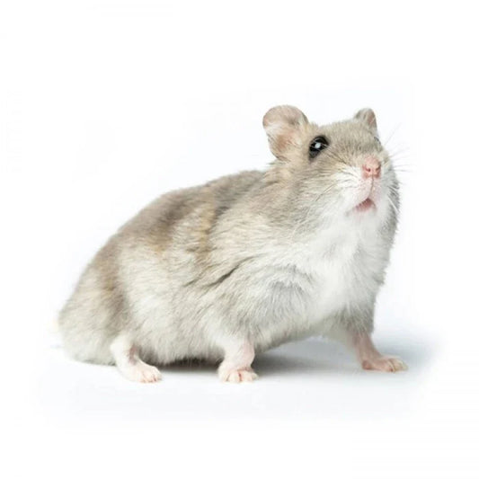 Hamster (Golden, Chino y Ruso)