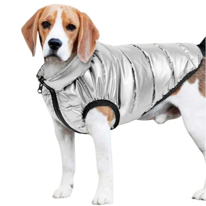 Parka golden dog