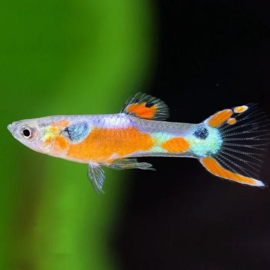 Pez Guppy Comun - imagen 1